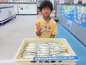 サビキ釣りでアジ