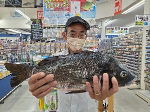 堤防からフカセ釣りでチヌを釣った男性